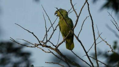 Photo of Loro corona azul se establece en ruinas Sihunchen