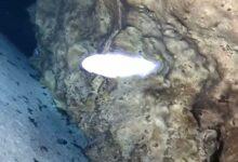 Photo of La Dama Blanca: el pez ciego, único en el mundo que habita en Yucatán