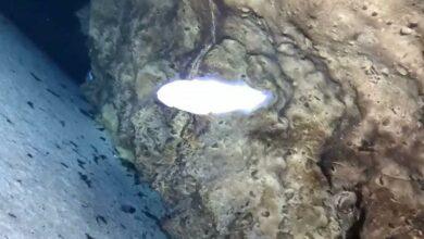 Photo of La Dama Blanca: el pez ciego, único en el mundo que habita en Yucatán