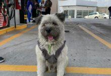 Photo of Peluchín, el “guardián gasolinero”