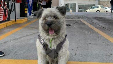 Photo of Peluchín, el “guardián gasolinero”