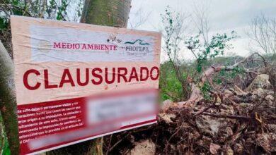 Photo of Profepa clausura predio en la Reserva Cuxtal por devastación de selva 