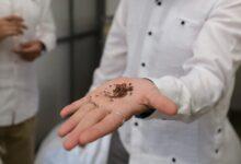 Photo of Nueva planta en Yucatán convierte el sargazo en biofertilizantes