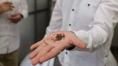 Photo of Nueva planta en Yucatán convierte el sargazo en biofertilizantes