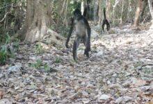 Photo of Monos araña caminando “erguidos” sorprenden en Puerto Morelos