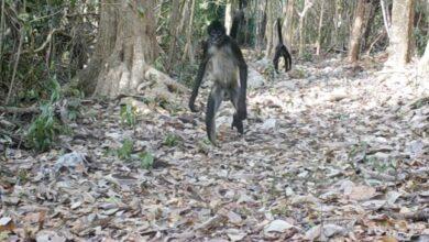 Photo of Monos araña caminando “erguidos” sorprenden en Puerto Morelos