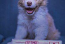 Photo of Ponle nombre a un nueva perrita de Cruz Roja 
