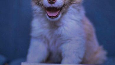 Photo of Ponle nombre a un nueva perrita de Cruz Roja 
