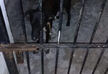 Photo of Perrito detenido en Sisal tras morder a personas
