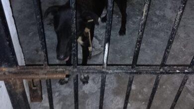 Photo of Perrito detenido en Sisal tras morder a personas