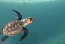 Photo of Protege a las tortuguitas, apaga la luz
