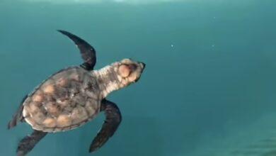 Photo of Protege a las tortuguitas, apaga la luz