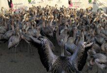 Photo of En Ría Lagartos se anilla la celebra nueva generación de flamencos rosa