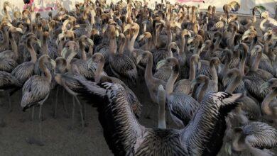 Photo of En Ría Lagartos se anilla la celebra nueva generación de flamencos rosa