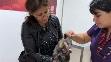 Photo of Rescatan a mamitas zarigüeyas con todo y bebés