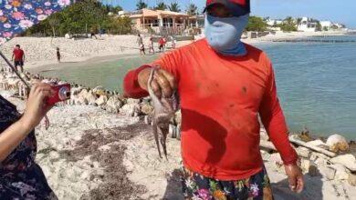 Photo of Florecimiento de alga inusual estaría matando la fauna marina en costa yucateca