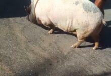 Photo of Se escapa de nuevo Charlotte, la cerdita famosa de Progreso