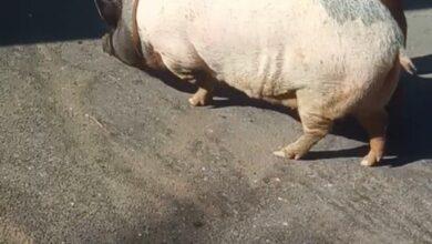 Photo of Se escapa de nuevo Charlotte, la cerdita famosa de Progreso