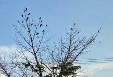 Photo of Aves silvestres cambian de s£x0