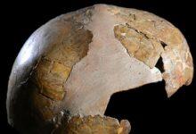 Photo of Cráneo «híbrido» sería de niña hija de neandertal y HomoSapiens