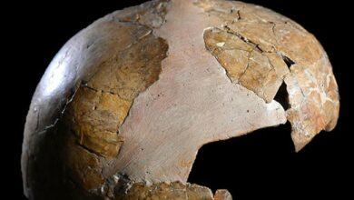 Photo of Cráneo «híbrido» sería de niña hija de neandertal y HomoSapiens