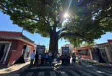 Photo of Ya son 100 los árboles protegidos con Patrimonio de Mérida: Ceci Patrón