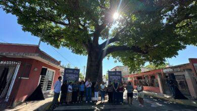 Photo of Ya son 100 los árboles protegidos con Patrimonio de Mérida: Ceci Patrón