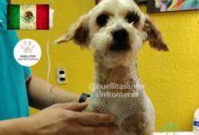 Photo of Tristeza en la manada: muer€ otro de los cachorritos de Cereza