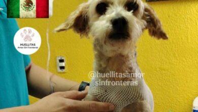 Photo of Tristeza en la manada: muer€ otro de los cachorritos de Cereza