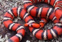 Photo of Alumnos “salvan” a una serpiente dentro de una Facultad