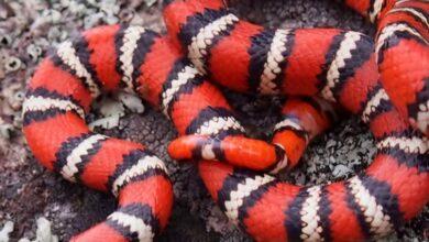 Photo of Alumnos “salvan” a una serpiente dentro de una Facultad