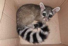 Photo of Soy el cacomixtle