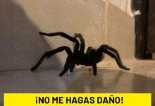 Photo of «Chiwó» (tarántula); guardianes de la naturaleza