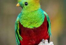 Photo of 5 de septiembre Día Nacional del Quetzal