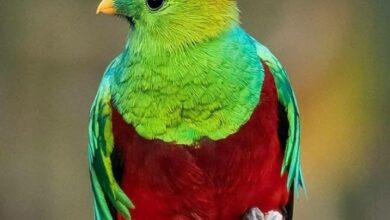 Photo of 5 de septiembre Día Nacional del Quetzal