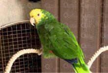 Photo of Rifa con causa para aves en rehabilitación