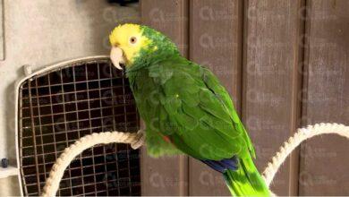 Photo of Rifa con causa para aves en rehabilitación