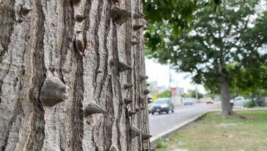 Photo of El árbol sagrado de los mayas
