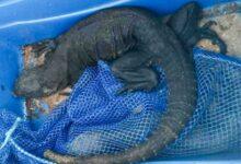 Photo of Aseguran 32 reptiles entre ellas iguanas yucatecas en el Aeropuerto de Tijuana
