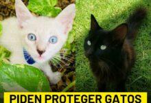 Photo of En el mes de octubre buscan proteger a los gatitos blancos y negros