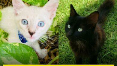 Photo of En el mes de octubre buscan proteger a los gatitos blancos y negros