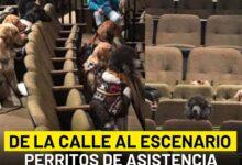 Photo of Perros de asistencia en musical como parte de su entrenamiento