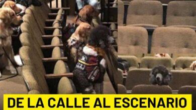 Photo of Perros de asistencia en musical como parte de su entrenamiento