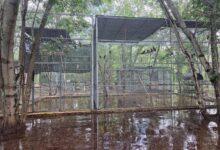 Photo of Se inunda el refugio de loros de Proyecto Santa María