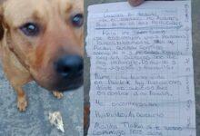 Photo of Canelo busca un hogar: la tierna carta que conmovió a Tlalpan