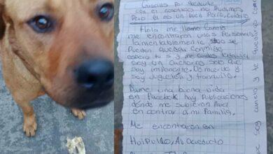 Photo of Canelo busca un hogar: la tierna carta que conmovió a Tlalpan