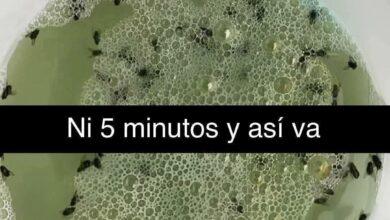 Photo of Mantén los insectos fuera de tu cocina con esta mezcla casera