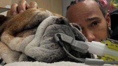 Photo of Lewis Hamilton pide oraciones de su perrito Roscoe