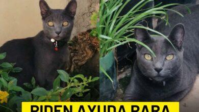 Photo of Se busca a Dimitri