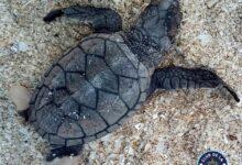 Photo of Rareza biológica: nace tortuguita carey con aletas traseras blancas en YucatánP